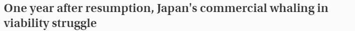 新冠疫情拯救鯨魚！日本鯨魚肉價(jià)格暴跌，漁民自稱陷入絕境