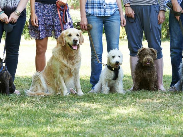 各种训犬方式大比拼！要花多少钱？哪种更适合狗狗？