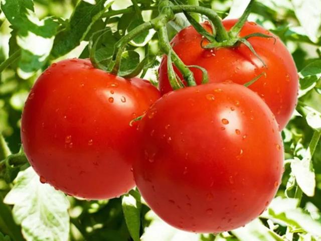 激素西红柿应该怎么辨认？菜农：教你4招，保准不会买到催熟的