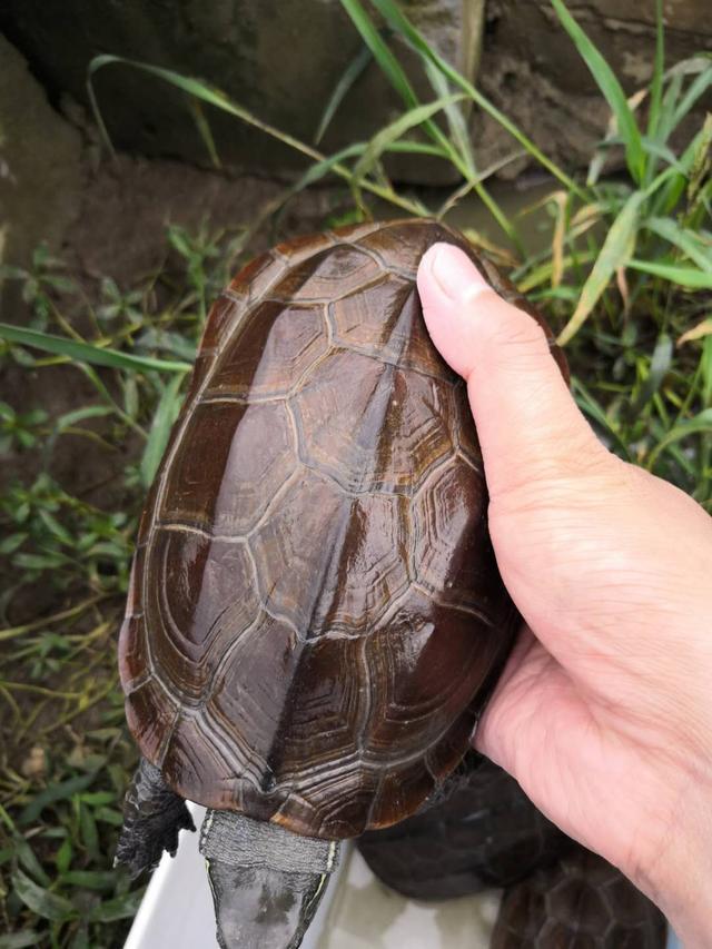 国龟饲养：中华草龟的选苗和家庭饲养方法