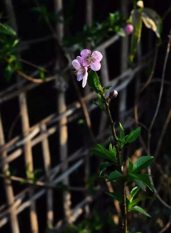 八月|七月，再见！八月，你好！祝你岁月无波澜，敬我余生不悲欢