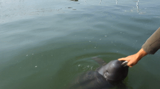 祝福它！世界首例人工繁育江豚“贝贝”回归自然水域啦！
