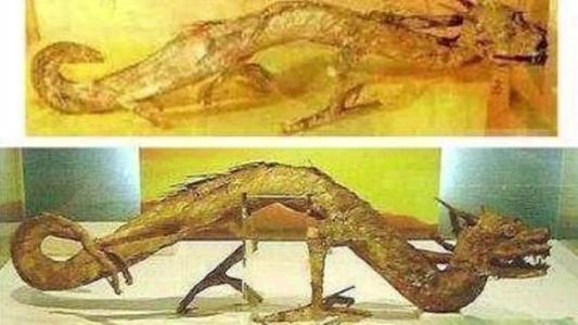 日本瑞龙寺存放的真龙标本到底是不是真的？