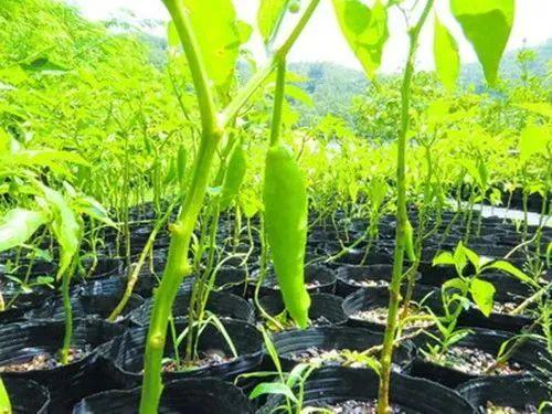 透视3个案例，告诉你如何找到科学种植的突破口，赶紧上车
