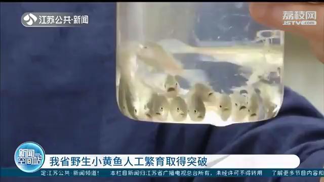 江苏野生小黄鱼人工繁育取得突破 预计明年春节可供应餐桌