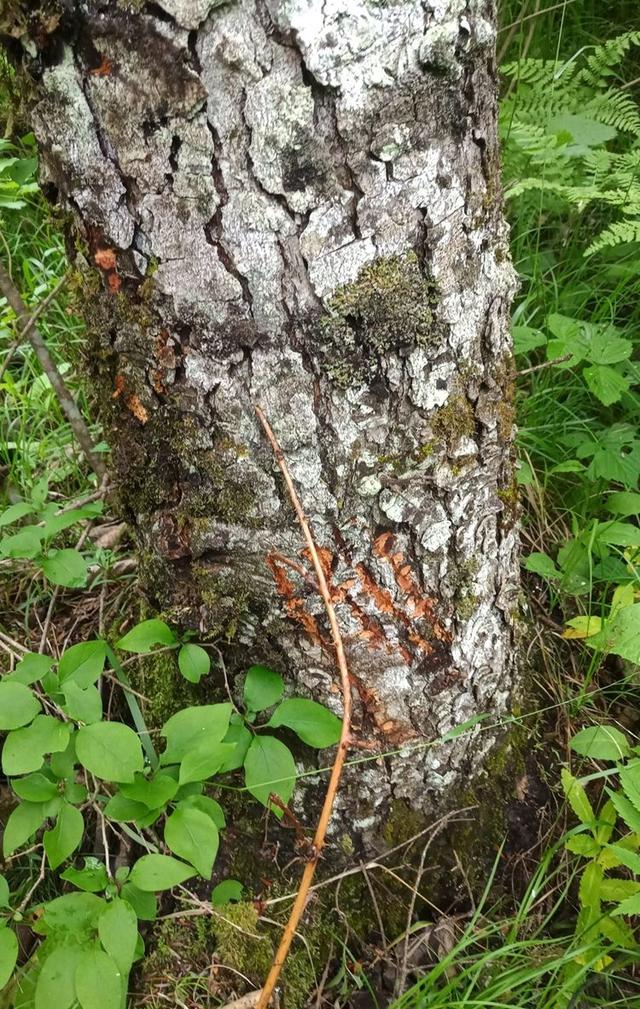 【年来】秦岭主峰5年来首现野生大熊猫