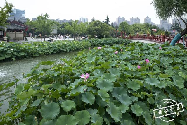 曲江卧莲台，一池荷花醉夏天