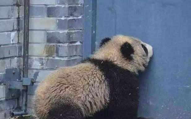 日本人吐槽大熊猫太脏，不干净！中国网友的回