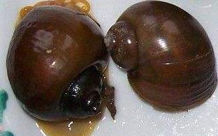 #入侵#福寿螺疯狂入侵洱海 这种外来物种可能你家乡也有