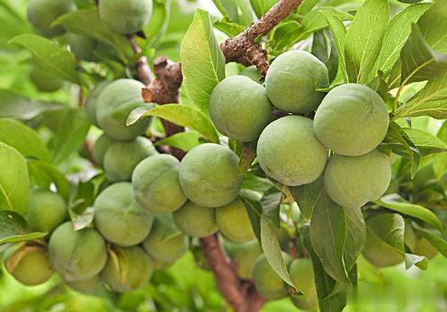 李子是我国三大原生水果之一，却被洋品种取代，为何农民不愿种？