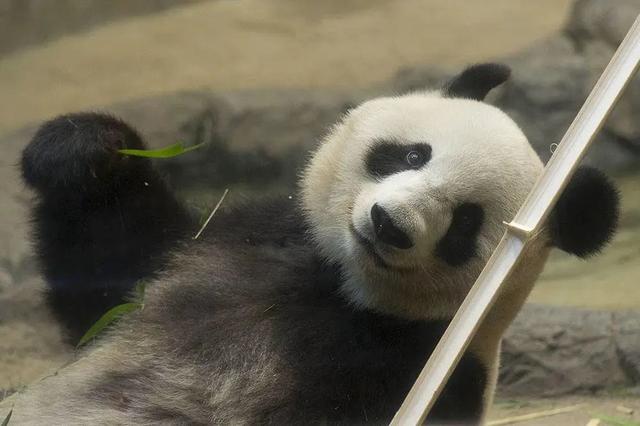 想和熊猫结婚、为看熊猫放弃妹妹婚礼！网友：