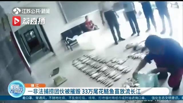 一“捕销收”非法捕捞团伙被摧毁，7人被罚生态修复：33万尾花鲢鱼苗放流长江