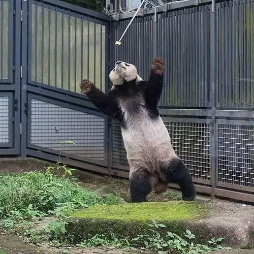 想和熊猫结婚、为看熊猫放弃妹妹婚礼！网友：