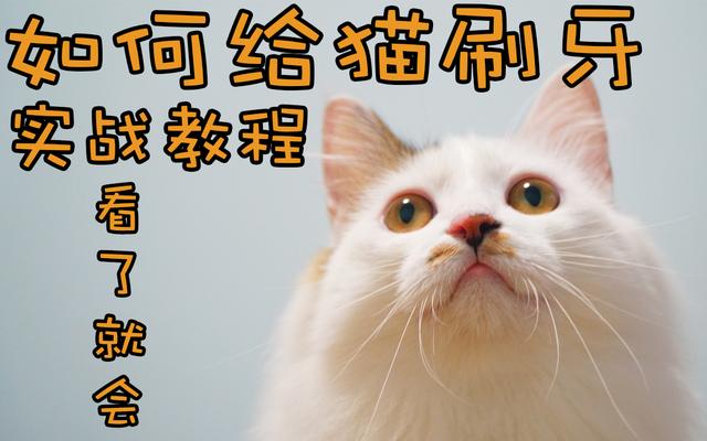 手把手教你如何给猫刷牙，挑选牙刷，进来看的都会了