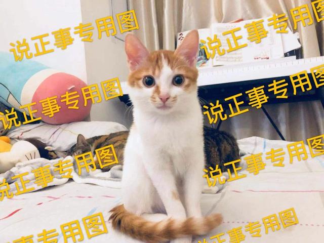 如何选择一款猫砂？| 十猫家庭的经验分享