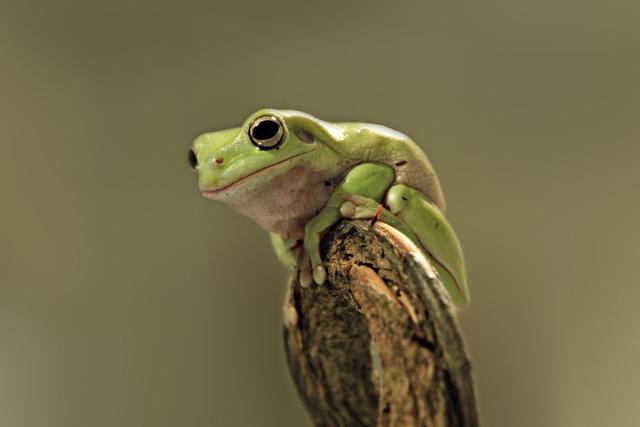 物种百科：老爷树蛙