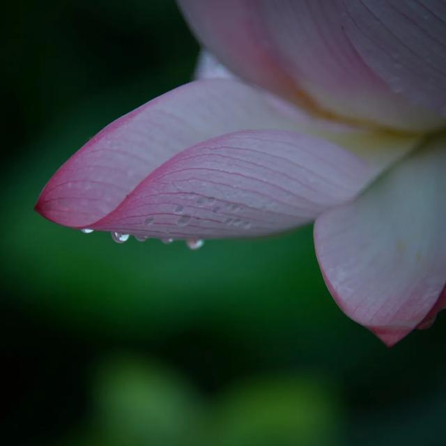 「一波」今日小暑 来一波和小暑有关的唯美图片发朋友圈