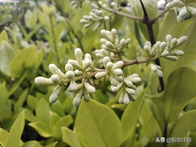 发烧友眼中的性价比水桶旗舰机：HIFI音质+长续航