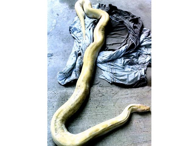 黄金蟒蛇图片大全大图