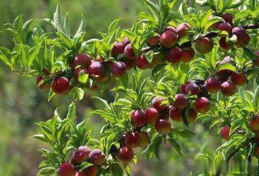 李子是我国三大原生水果之一，却被洋品种取代