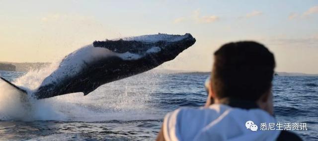 来了！4万多头座头鲸浩浩荡荡逼近悉尼港！气势