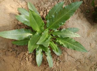 农村野菜\"土大黄\"，过去牲畜都不爱吃，