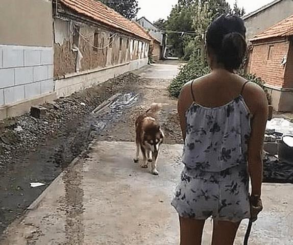 狗狗不回家，女主人拿着棍子堵在路口，画面相