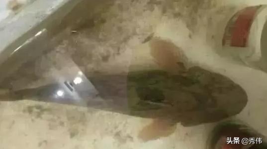 这鱼总是被认错，实为入侵生物，因肉质美味，