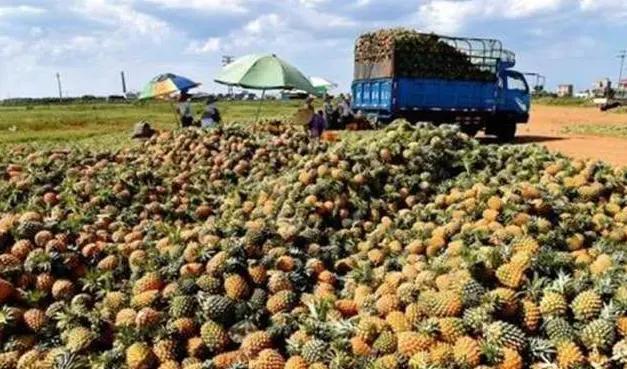 越南有点慌了？特产堆积无法卖出，无奈之下请