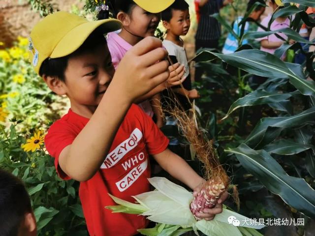 幼兒園自然教育與勞動實踐：“開心菜園”里的故事