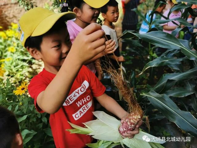 幼儿园自然教育与劳动实践：“开心菜园”里的故事