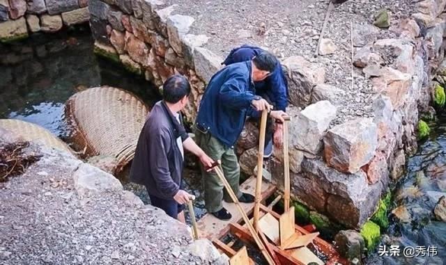 此鱼我国独有，至今无法人工养殖，2千元一斤，