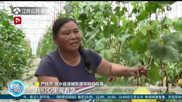 金瓜：盼您施援手 涟水县双码村16万斤黄金瓜滞销