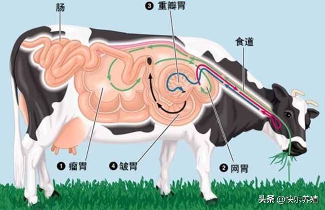 牛4个胃的功能介绍，及相关疾病的介绍！