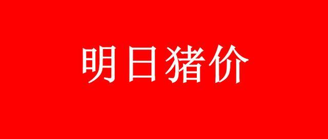 明天猪价今天早知道明日猪价行情分析预测