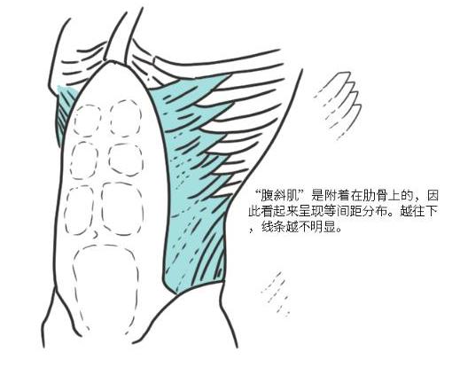 一定要把持住啊男性腹肌怎么画看完这篇本瞬间掌握