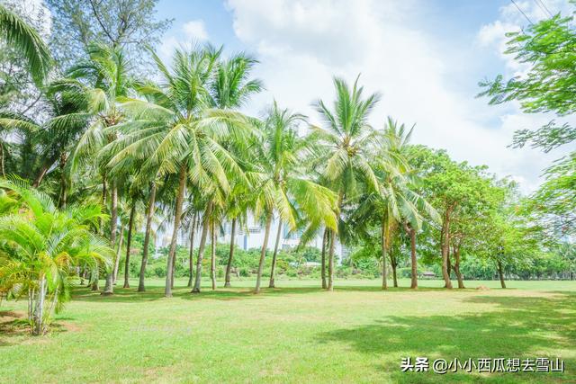 海口市游客印象最好的景点，城市中的天然氧吧，完全免费对外开放