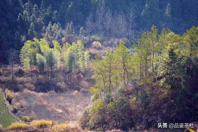 岳西县美丽葫芦山脚下的深山中，有村民在附近种茶叶，看看如何？