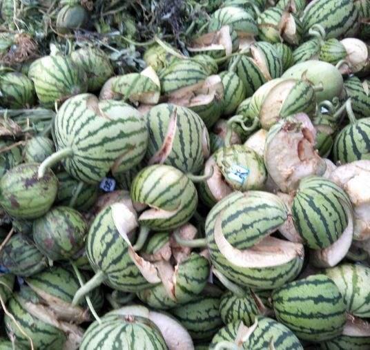 辟谣：西瓜一天炸200个，是因为使用膨大剂？瓜