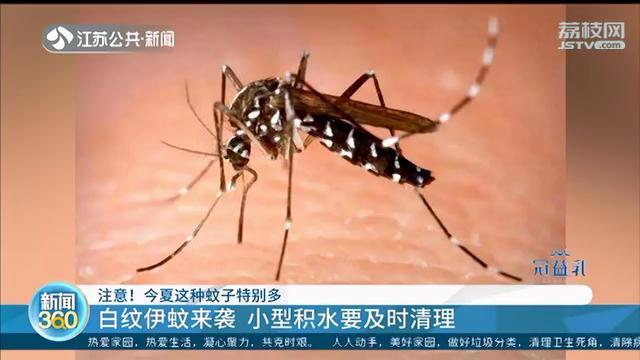 梅雨季有些长，今夏&ldquo;花蚊子&rdquo;特别多 小型积水要及时清理