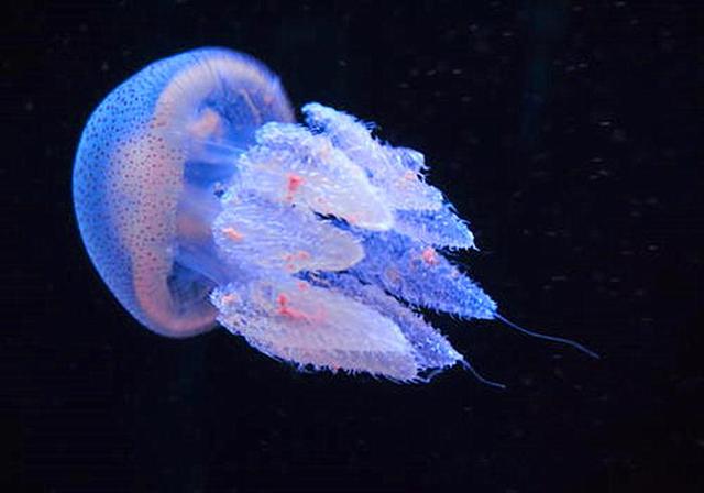 水母是海蜇的一种？一般人分辨不清，它们并不是同一种生物