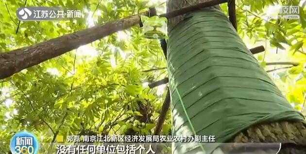 南京：&ldquo;杀害&rdquo;树木也入刑！附近居民：手段残忍