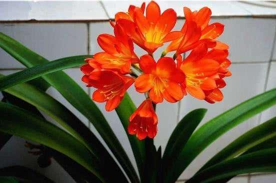 耐阴的开花植物有哪些？