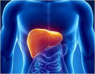 肝脏的位置和四大重要功能