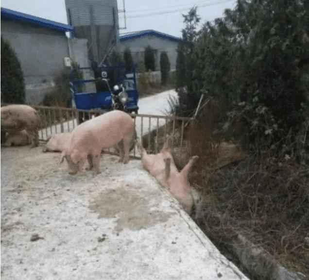 “怎么让我女友戒掉奶茶？”网友分享的办法果然有效，哈哈哈哈