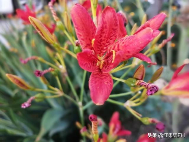 花型飘逸美艳殷红的射干花除了有欣赏价值外，还有重要的医药价值