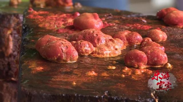 獨一無二！ 只有台灣才有的藥材，宜賓這家山莊無土培植了超多…