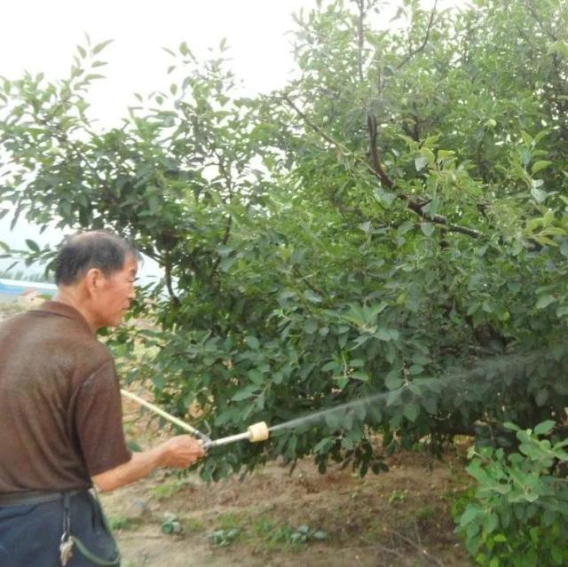 果树什么时候打药(北方果树打药时间表)