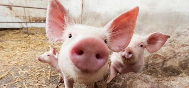 生产、消费物价两重天：猪肉一周涨8.9%，螺纹钢小幅下降1.1%