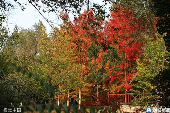 北京北宫国家森林公园迎来红叶观赏期